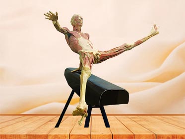 high jump plastinated specimen