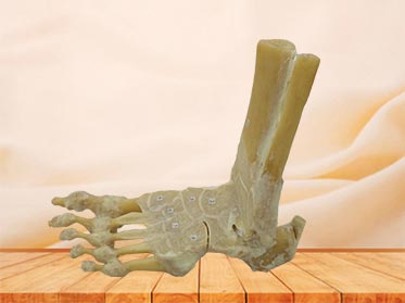 horizontal section of foot joint