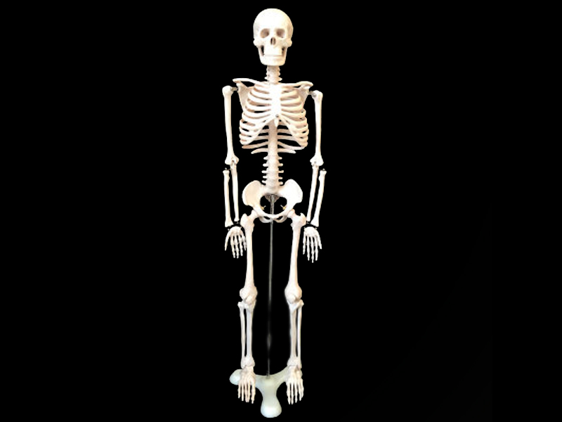 human-skeleton