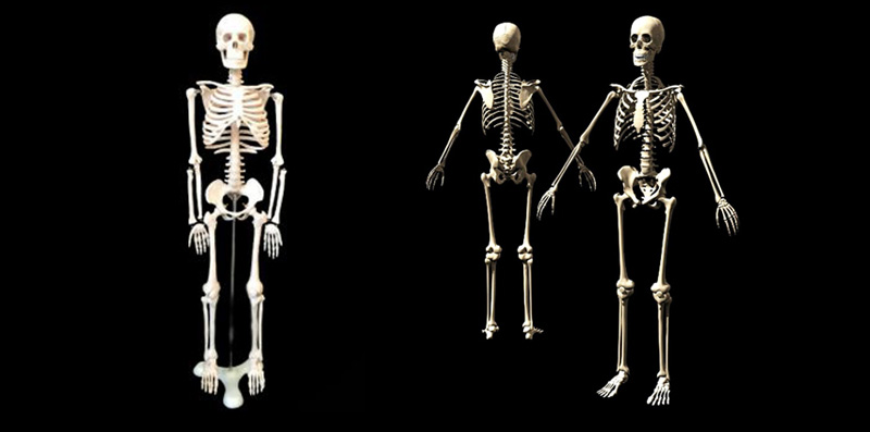 human whole body skeleton