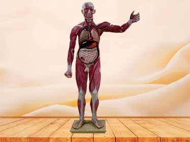 human body muscle model