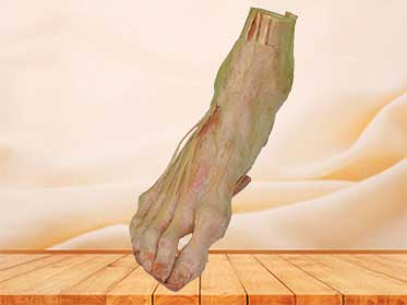human foot plastination