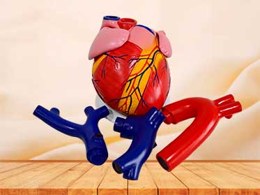 human heart anatomy model