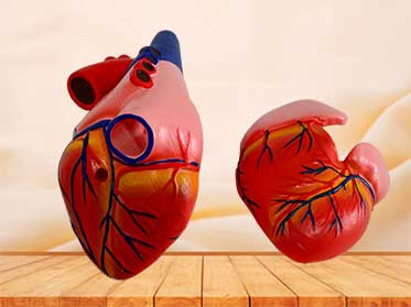 human heart model