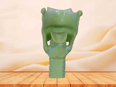 human larynx cartilages model