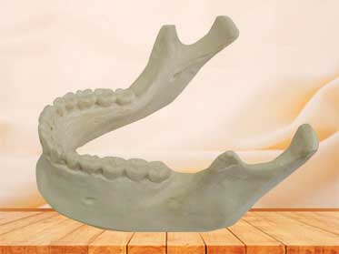 human mandible model