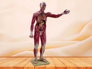 human muscle anatomy model