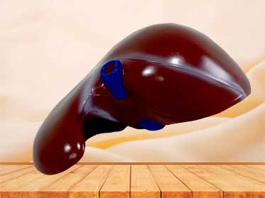 human natural size liver model