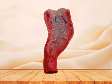 human rectum cavity model