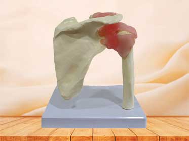 human shoulder joint model