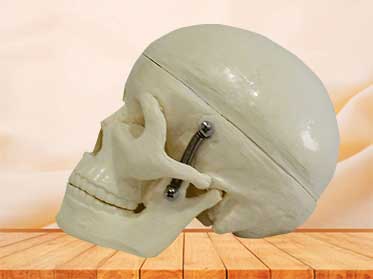 human skull model