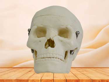 human skull model for students