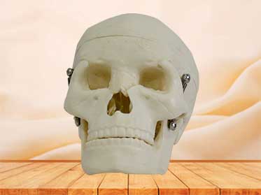 human skull model for students