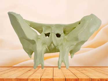 human sphenoid bone model