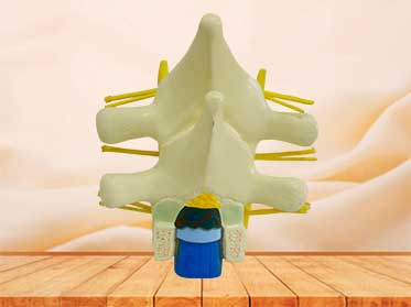 human spinal cord model