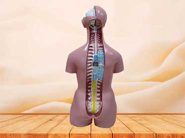 human torso model with head