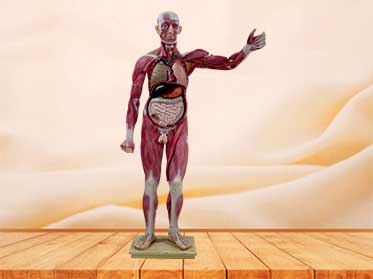 human whole body muscle model