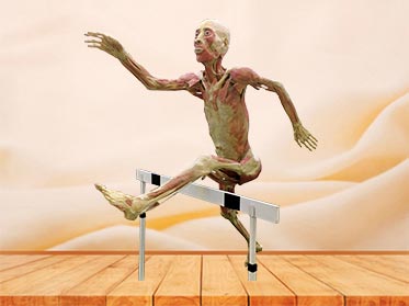 hurdler plastinated specimen