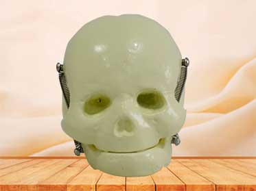 infant skull model