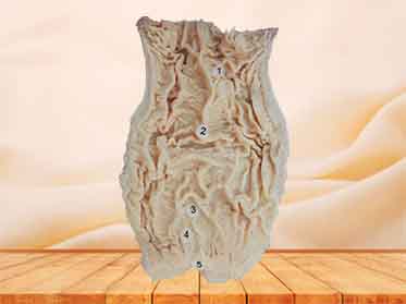 interior view of rectum