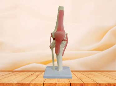 knee joint model