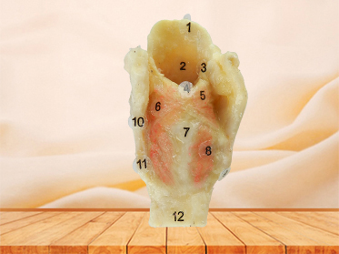 laryngeal muscle plastinated human specimen