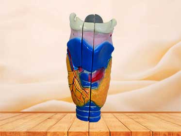 larynx model