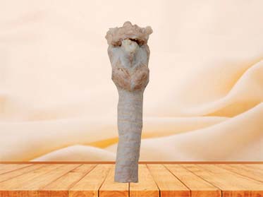 larynx plastinated specimen