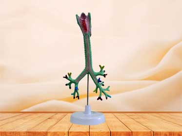 larynx trachea bronchi  and bronchopulrnonary model