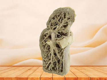 liver segment plastinated specimen
