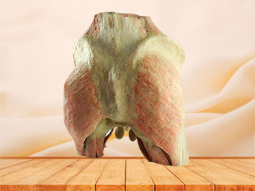 male pelvic viscera plastination