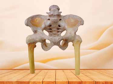 male pelvis and hip joint