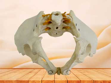 male pelvis model