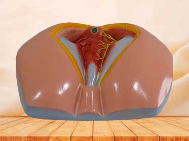 Male perineum model