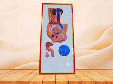 male urinary system relief model