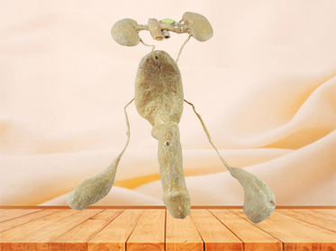 male urogenital system