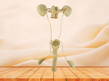 male urogenital system anatomic specimen