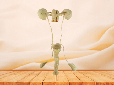 male urogenital system plastinated body