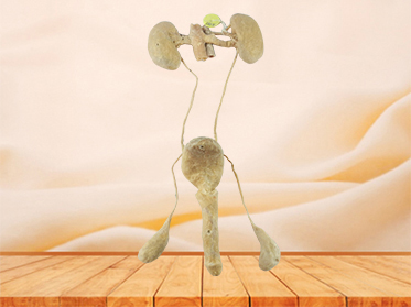 male urogenital system plastinated organs