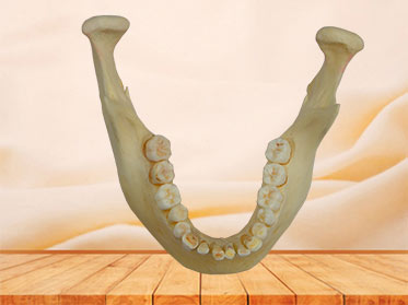 mandible bone