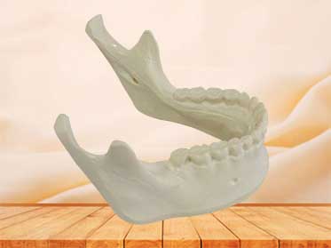 mandible bone