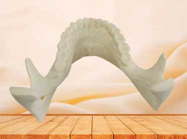 mandible bone model