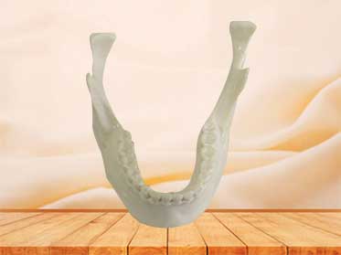 mandible model