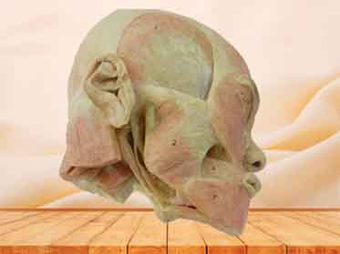 masticatory superficial muscle teaching specimen