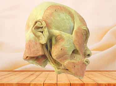 masticatory superficial muscle specimen