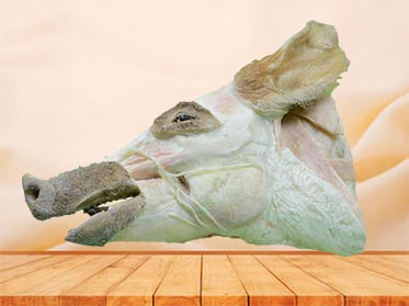 median sagittal section of pig head