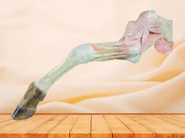 medical anterior limb muscles vessels and nerves of cow specimen