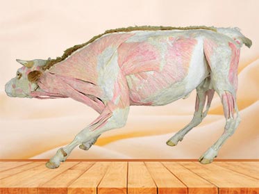 medical cattle teaching specimen