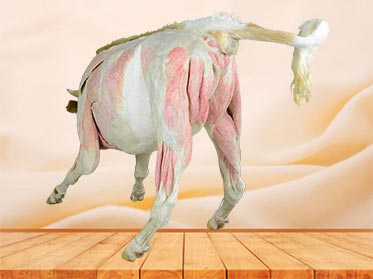 medical cow plastinated specimen