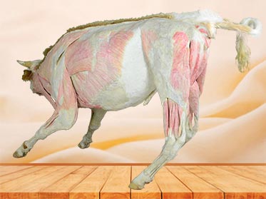 medical cow plastination